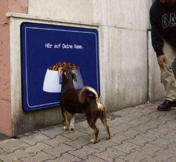imagenes fail de perros