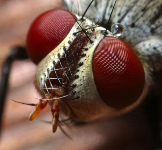 Fotos macro de insectos