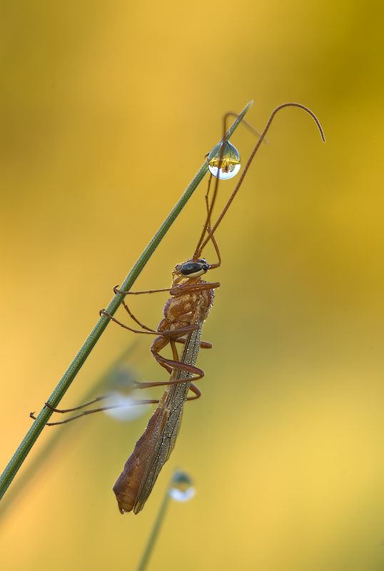 Fotos macro de insectos 