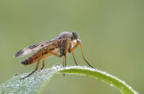Fotos macro de insectos Fotos macro de insectos