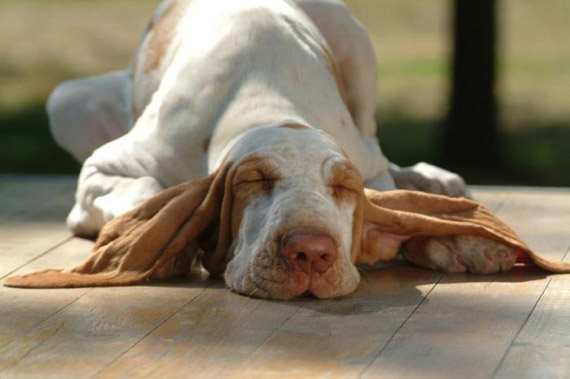 Fotos graciosas y tiernas de perros