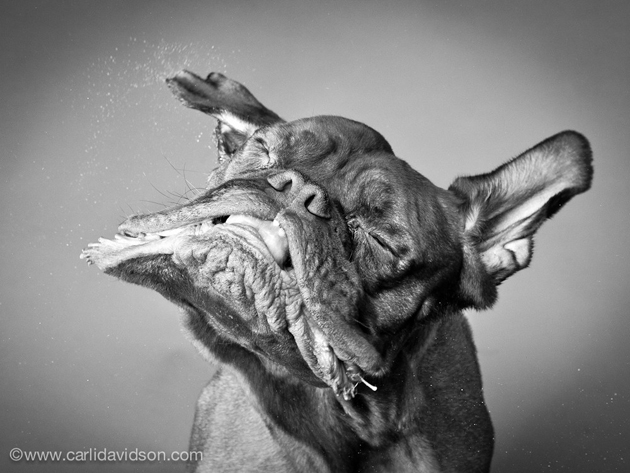 Fotos graciosas de perros en movimiento por Carli Davidson – BLOGERIN