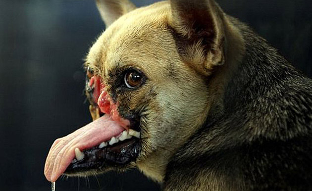 Kabang la perra sin hocico 