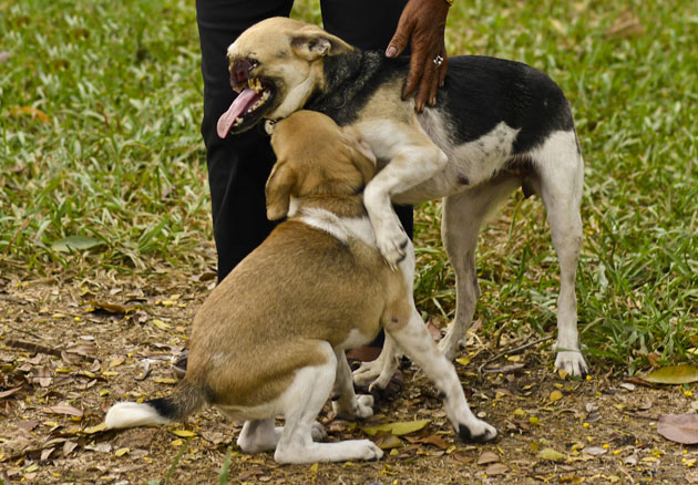 Kabang la perra sin hocico 