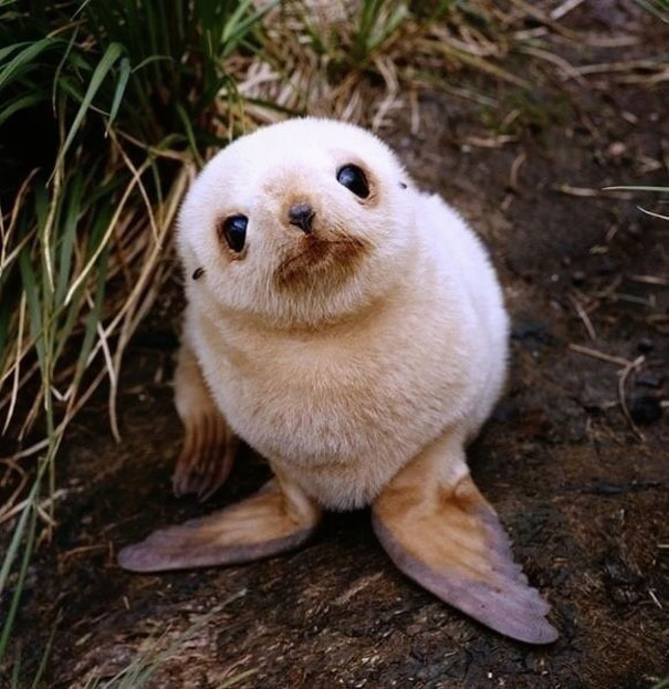 Foca bebe