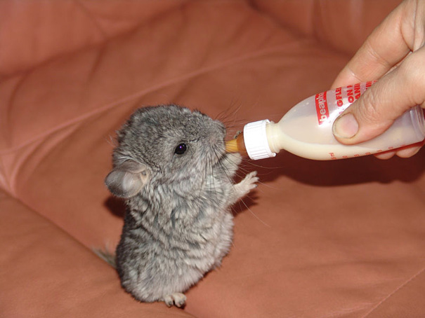 chinchilla bebe