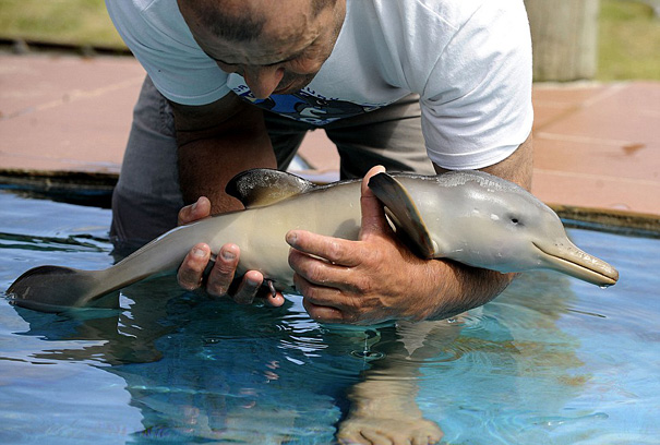 delfin bebe
