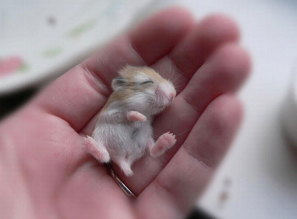 hamster bebe