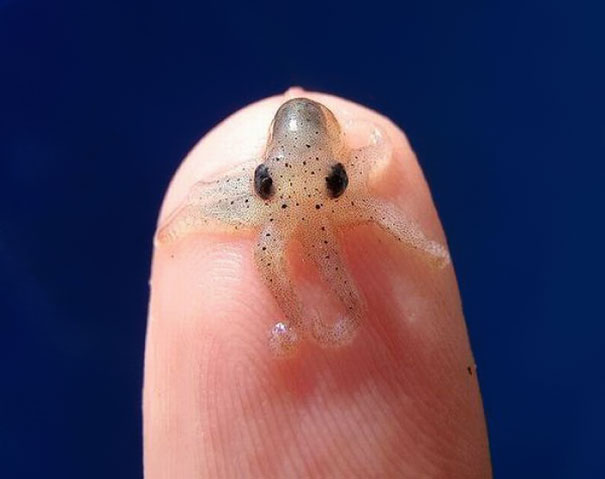 pulpo bebe