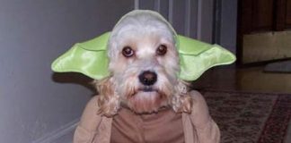 Yoda también tiene sus propias mascotas