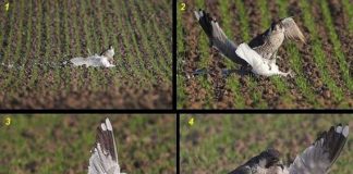 Parece Photoshop pero no lo es