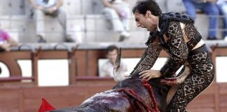 Video – Un toro dejo mal herido a un torero en Madrid