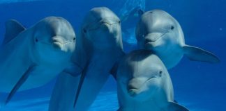 15 Datos curiosos de los Delfines Curiosidades de los delfines