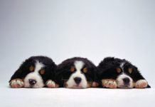 20 Wallpapers de perritos Fotos tiernas de perritos wallpapers