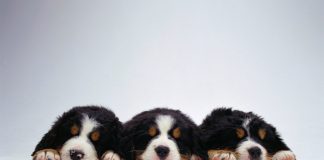 20 Wallpapers de perritos Fotos tiernas de perritos wallpapers