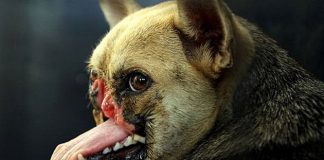 Kabang, la perra que se quedó sin hocico por salvar a dos niñas Kabang la perra sin hocico