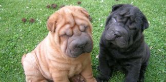 20 Curiosidades sobre los perros perritos tiernos