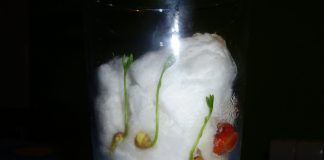 Como germinar una semilla